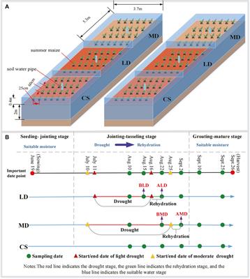 Effects of drought stress on water content and biomass distribution in summer maize(Zea mays L.)